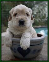 Bess Bronson pups 4 wks old 121