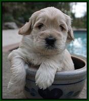 Bess Bronson pups 4 wks old 131