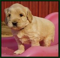 Bess Bronson pups 5 wks old 121