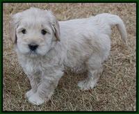 Bess Bronson pups 6 wks old 151