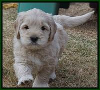 Bess Bronson pups 6 wks old 191