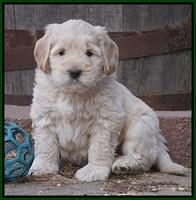 Bess Bronson pups 7 wks old 161
