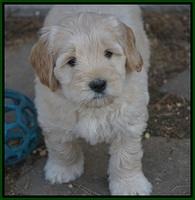 Bess Bronson pups 7 wks old 181