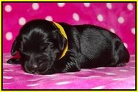 Bess Bronson pups 1 wk old 151