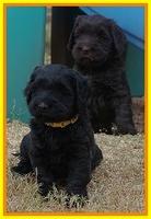 Bess Bronson pups 6 wks old 271