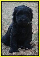 Bess Bronson pups 6 wks old 281