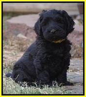 Bess Bronson pups 7 wks old 301