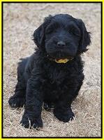 Bess Bronson pups 7 wks old 311