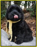 Bess Bronson pups 8 wks old 151