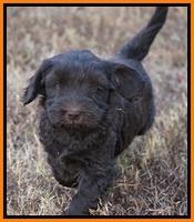 Bess Bronson pups 7 wks old 331
