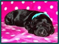Bess Bronson pups 1 wk old 191