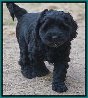 Bess Bronson pups 7 wks old 381