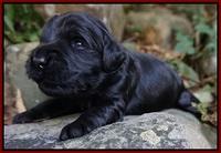 Bess Bronson Pups 2 wks old 111