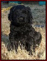 Bess Bronson pups 6 wks old 211