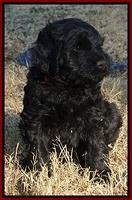 Bess Bronson pups 6 wks old 221