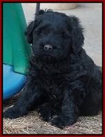 Bess Bronson pups 6 wks old 241