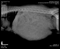 Preg 5 film 2