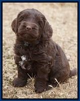 Cherie Ficker Reecey pups 5 wks old 21
