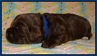 Cherie Flicker Reecey pups 2 wks old 21