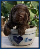 Cherie Flicker Reecey pups 4 wks old 11