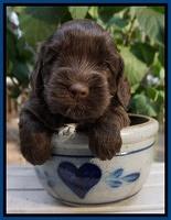 Cherie Flicker Reecey pups 4 wks old 21