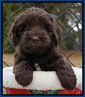 Cherie Flicker Reecey pups 6 wks old31