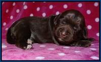 Cherie Flicker pups 1 wk old 21