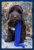 Cherie Flicker pups 8 wks old 311
