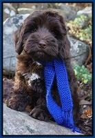 Cherie Flicker pups 8 wks old 331