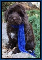Cherie Flicker pups 8 wks old 361