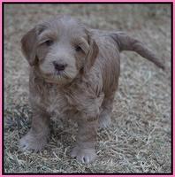 Cherie Ficker Reecey pups 5 wks old 61