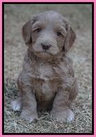 Cherie Ficker Reecey pups 5 wks old 71