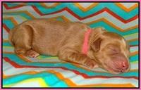 Cherie Flicker Reecey newborn 31