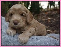 Cherie Flicker Reecey pups 4 wks old 71