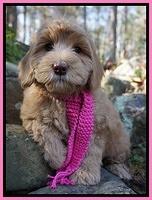 Cherie Flicker pups 8 wks old 231