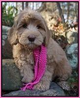 Cherie Flicker pups 8 wks old 241