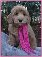 Cherie Flicker pups 8 wks old 251