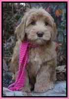 Cherie Flicker pups 8 wks old 271