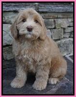 Cherie Flicker pups 8 wks old 291