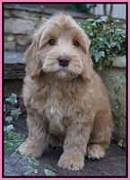 Cherie Flicker pups 8 wks old 301