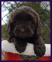 Cherie Flicker Reecey pups 6 wks old81