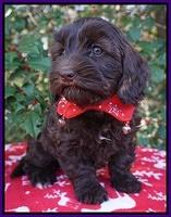 Cherie Flicker Reecey pups 7 wks old 111