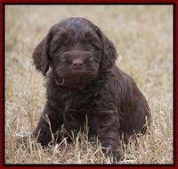 Cherie Ficker Reecey pups 5 wks old 121