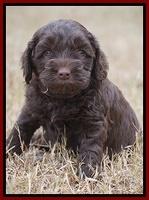 Cherie Ficker Reecey pups 5 wks old 131