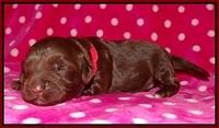 Cherie Flicker pups 1 wk old 101