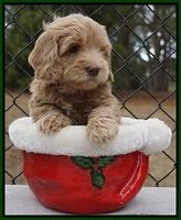 Cherie Flicker Reecey pups 6 wks old161