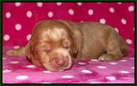 Cherie Flicker pups 1 wk old 111