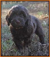 Cherie Flicker Reecey pups 7 wks old 251