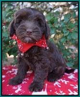 Cherie Flicker Reecey pups 7 wks old 271