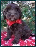 Cherie Flicker Reecey pups 7 wks old 291